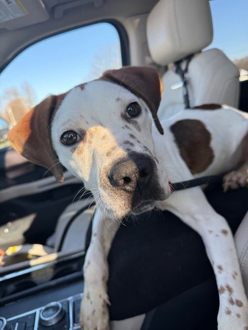 SPOT - Terrier available for adoption