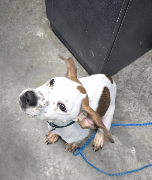 SPOT - Terrier available for adoption