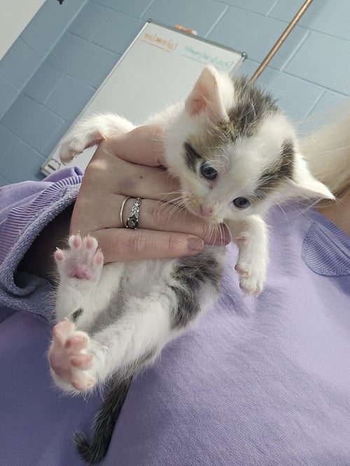 STEGOSAURUS - Domestic Short Hair available for adoption