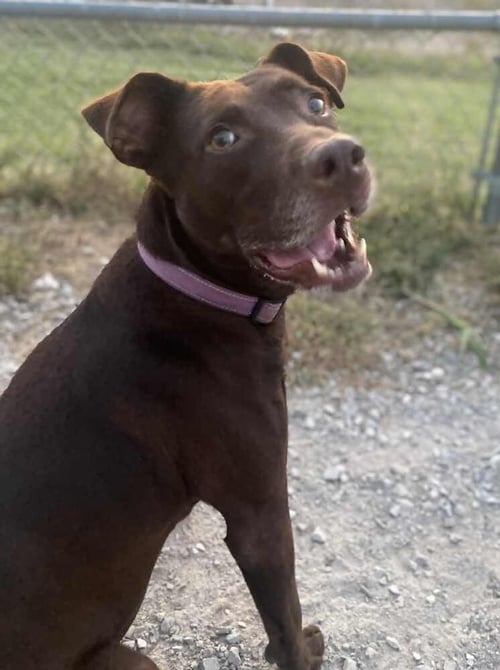 STELLA GRACE - Labrador Retriever / Pit Bull Terrier for adoption in Evansville