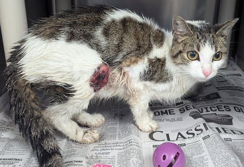 PORSCHE - Domestic Short Hair available for adoption