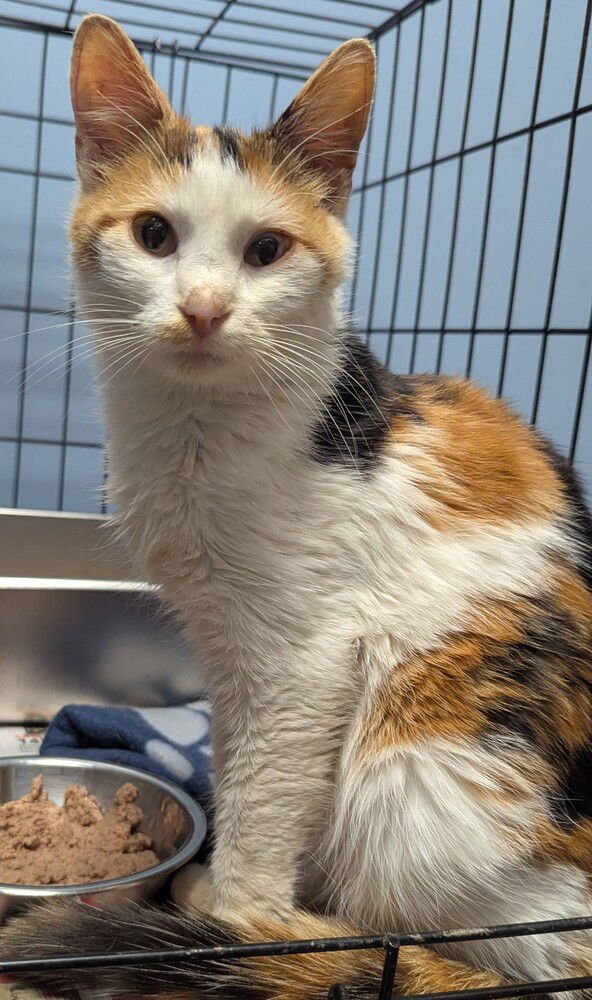 SNOWRELLA - Domestic Short Hair available for adoption