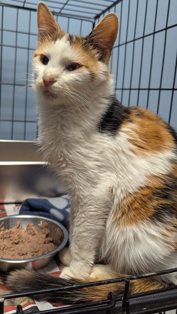 SNOWRELLA - Domestic Short Hair available for adoption