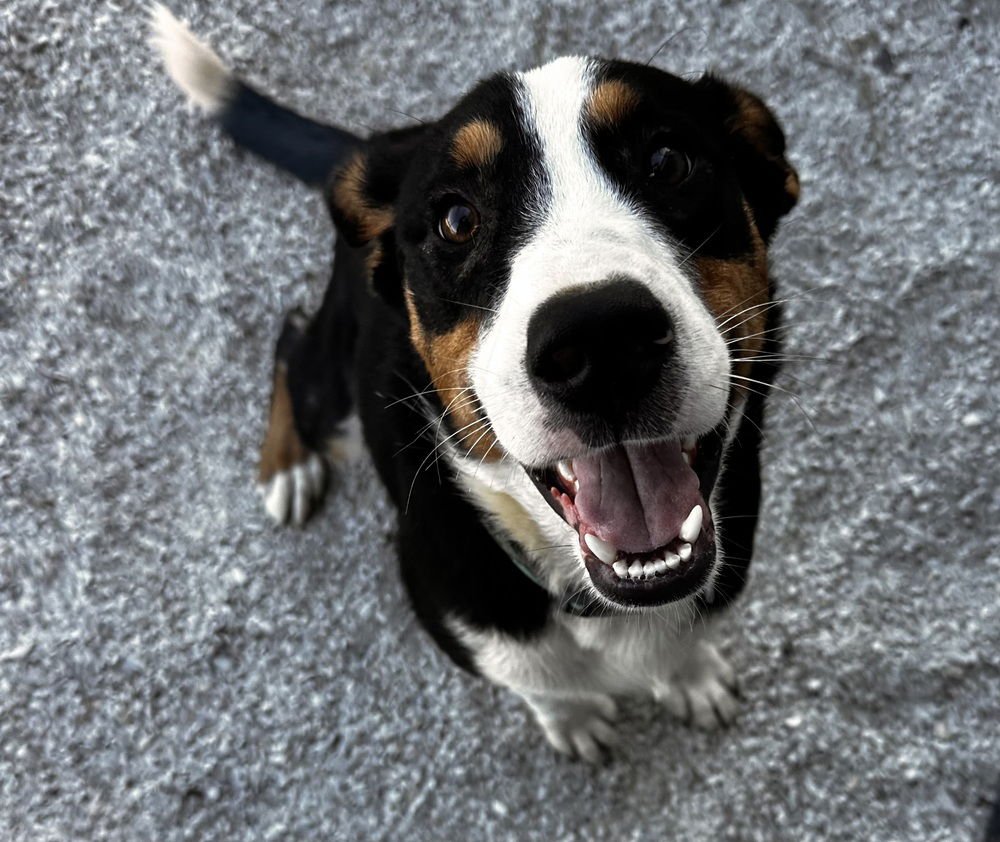 THARION - Terrier available for adoption