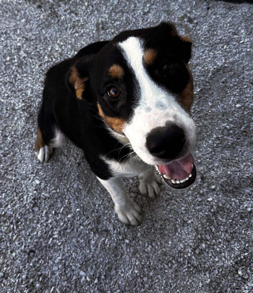 THARION - Terrier available for adoption