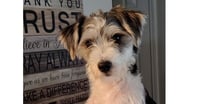 Oreo - Photo 1