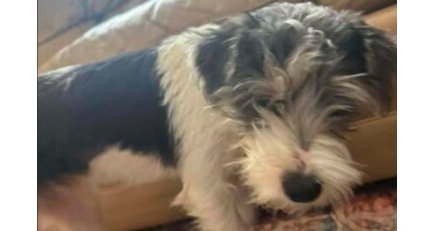 OREO - Terrier available for adoption