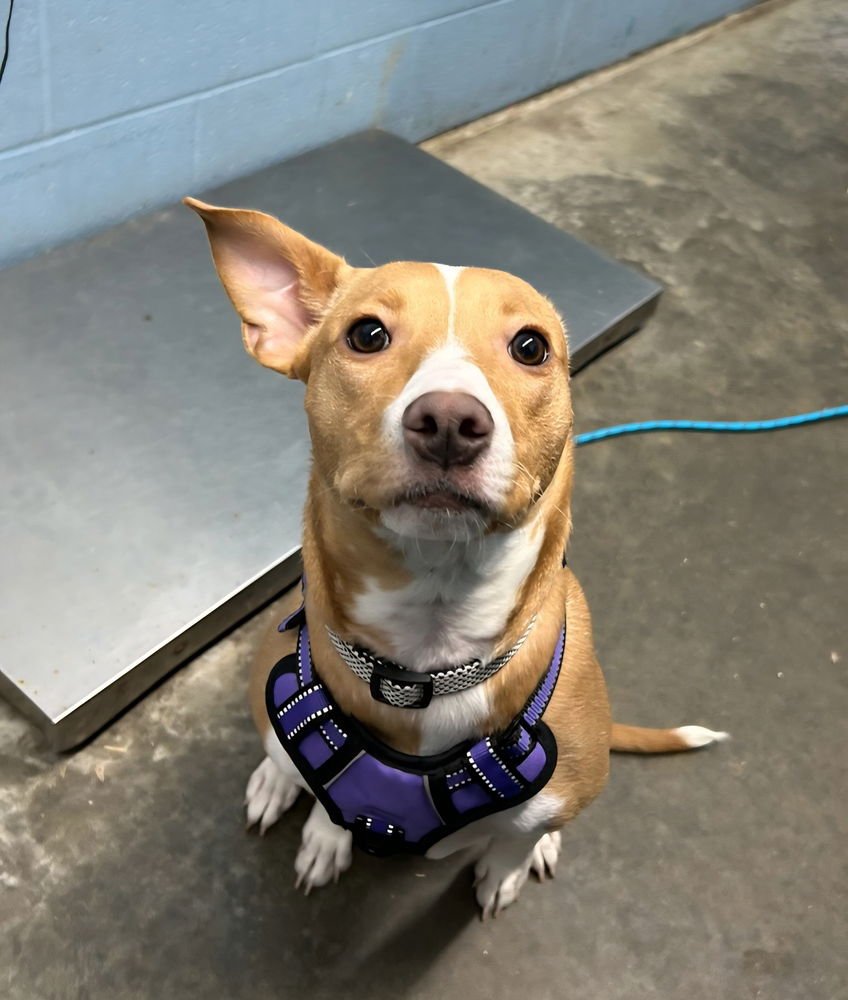 BASIL (BASIE DASIE) - Terrier available for adoption