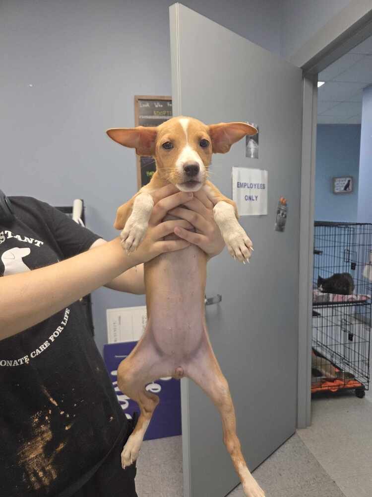 BASIL (BASIE DASIE) - Terrier available for adoption