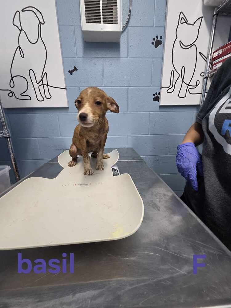 Basil (Basie Dasie) - Photo 3