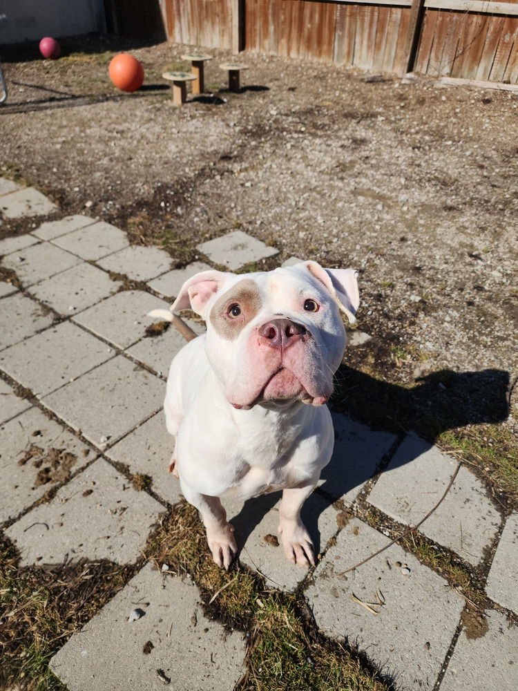 BAMBINO - Pit Bull Terrier available for adoption