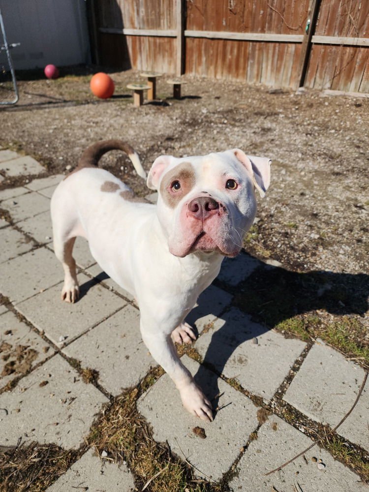 BAMBINO - Pit Bull Terrier available for adoption