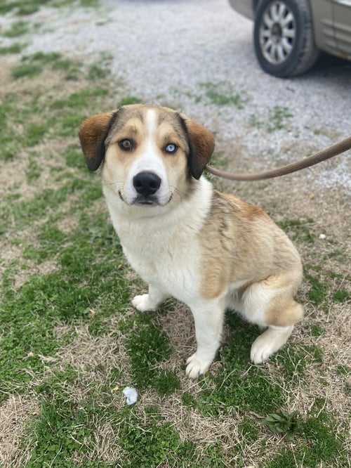 BODIE - Husky available for adoption