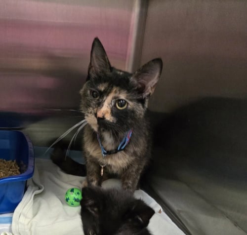 MATTRESS - Domestic Short Hair available for adoption