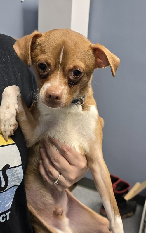 BILL - Chihuahua available for adoption