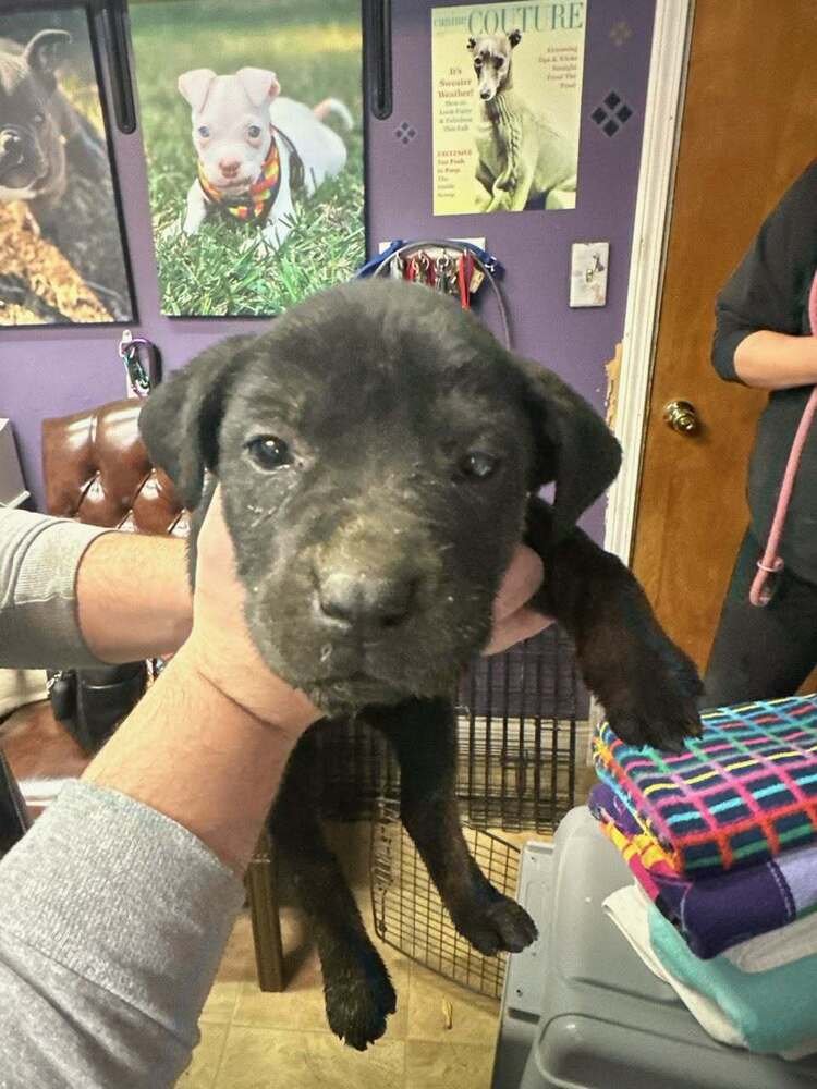 POPPI - Terrier available for adoption