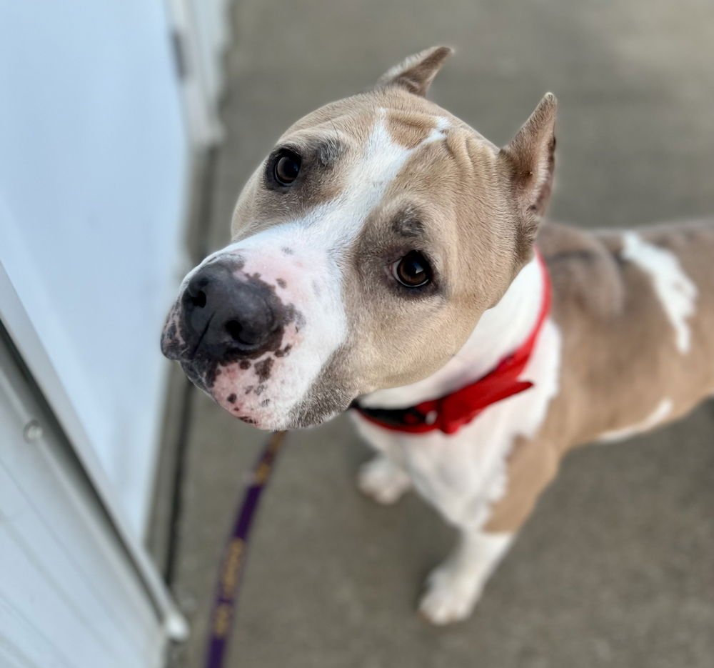 SHEILA - American Staffordshire Terrier / Labrador Retriever available for adoption