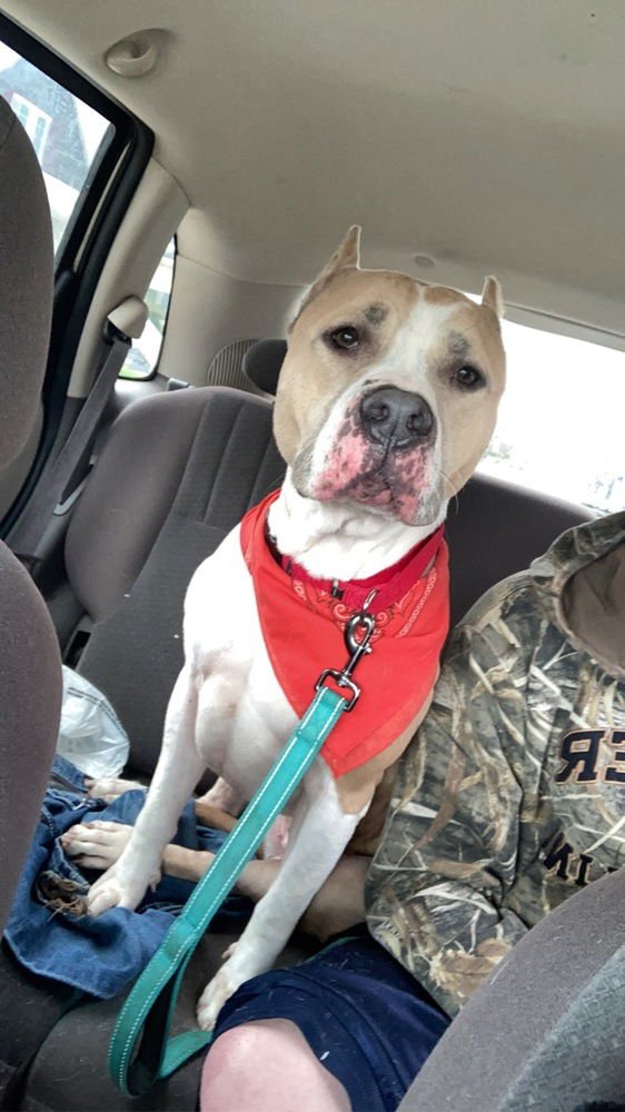 SHEILA - American Staffordshire Terrier / Labrador Retriever available for adoption