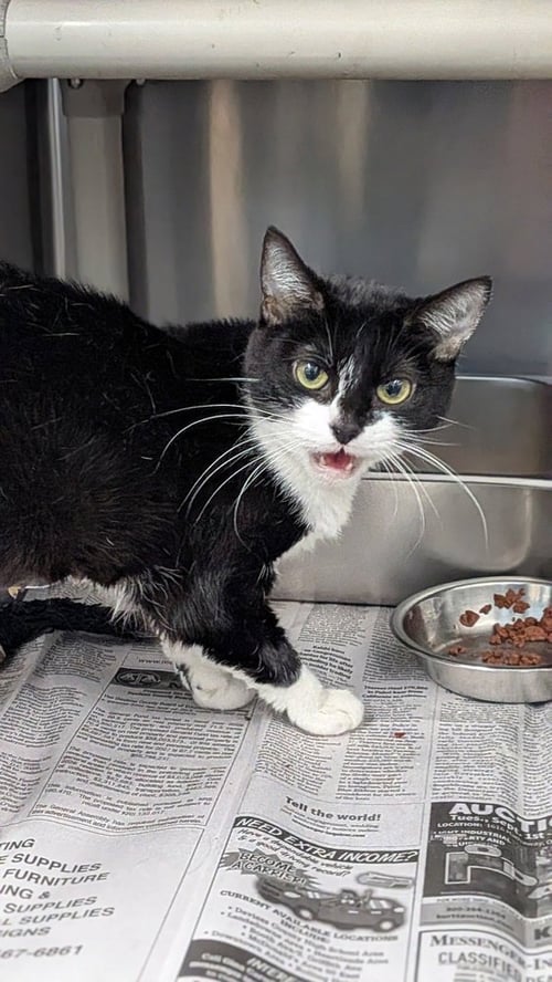 PADMA - Domestic Short Hair available for adoption