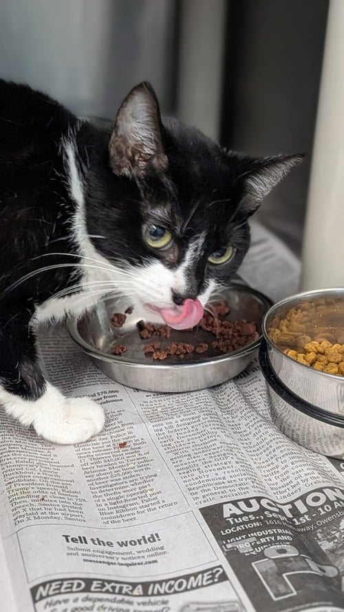 PADMA - Domestic Short Hair available for adoption