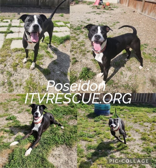 POSEIDON - American Pit Bull Terrier available for adoption