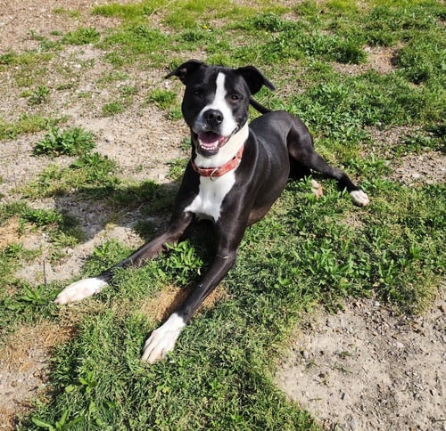 POSEIDON - American Pit Bull Terrier available for adoption