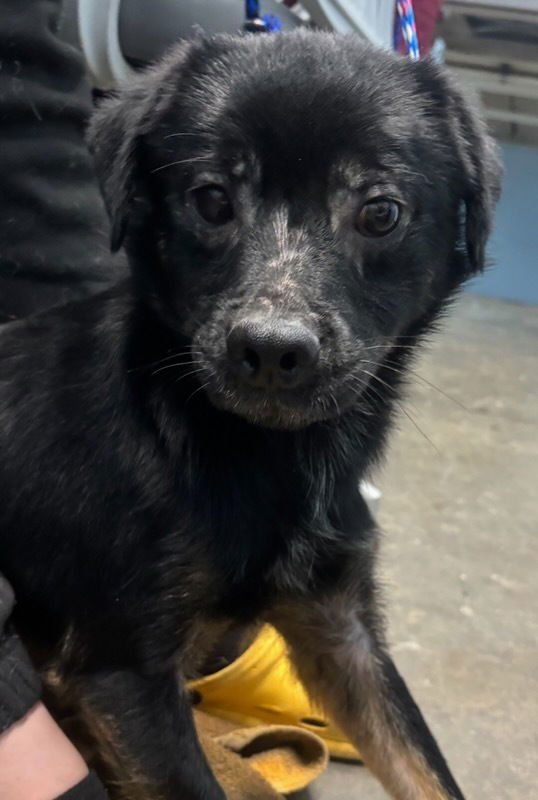 TRISTEN - Beagle / Pit Bull Terrier available for adoption