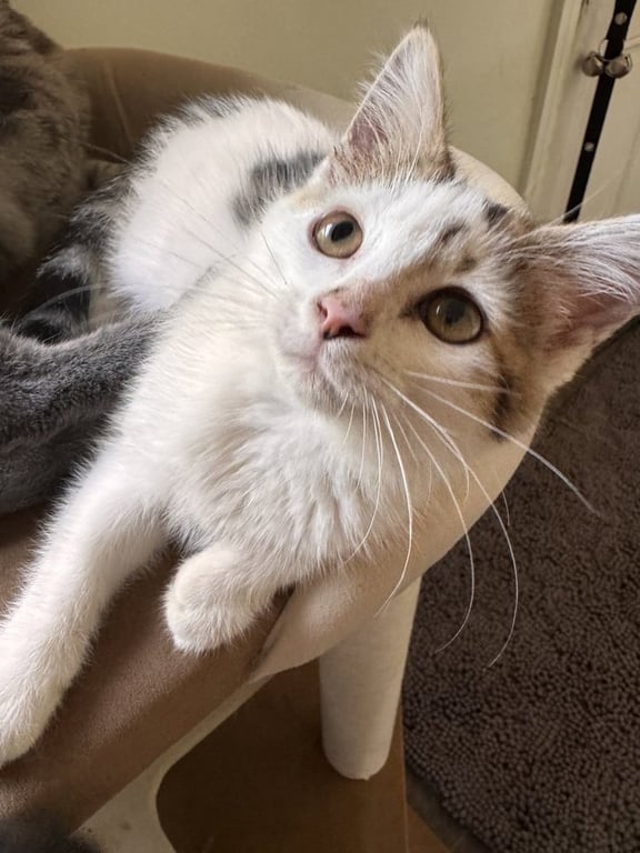 Darby Image