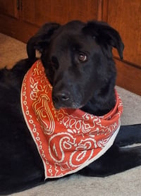 Roxie - Photo 4