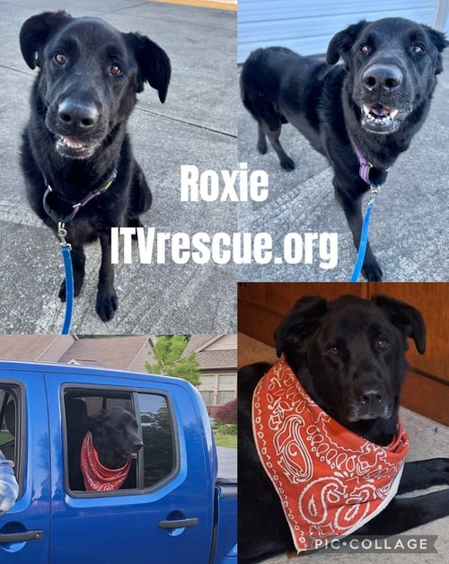 ROXIE - Newfoundland Dog / German Shepherd Dog available for adoption