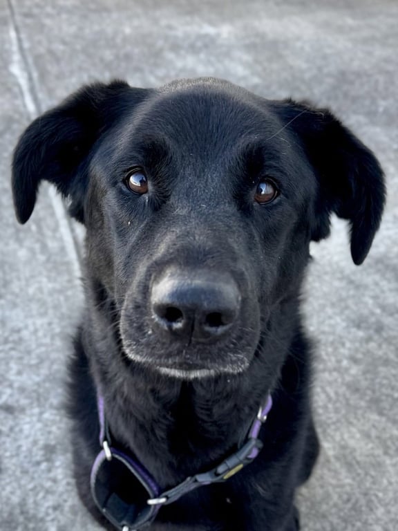 Roxie Image