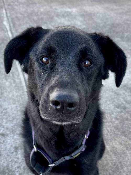 ROXIE - Newfoundland Dog / German Shepherd Dog available for adoption