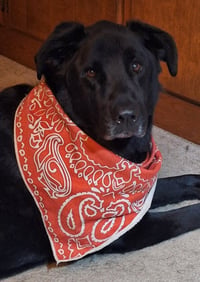 Roxie - Photo 3