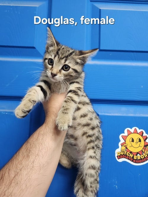 DOUGLAS - Domestic Short Hair available for adoption