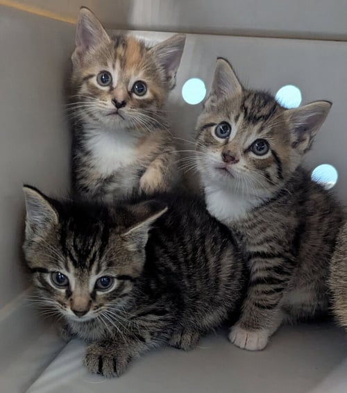 DOVER - Domestic Short Hair available for adoption