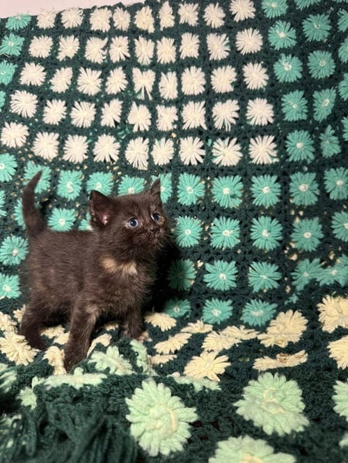 CRANBERRY - Domestic Short Hair for adoption in Evansville