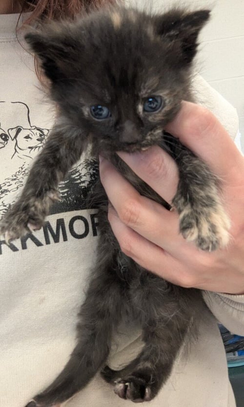 CRANBERRY - Domestic Short Hair available for adoption
