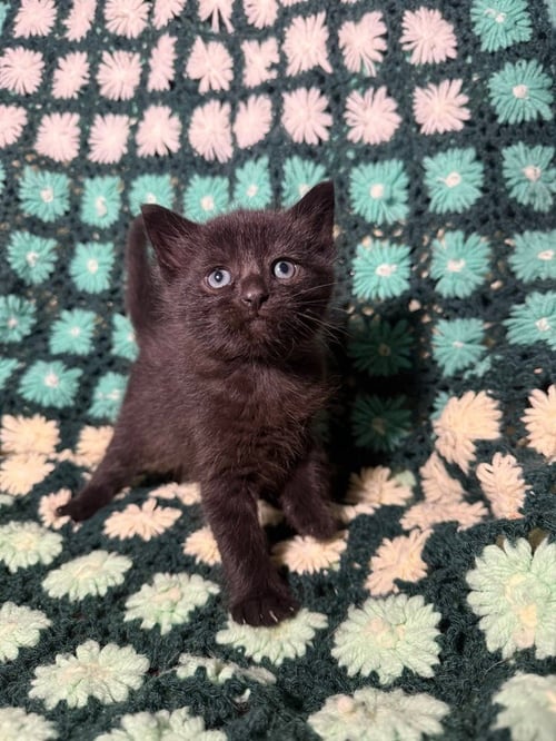 GOJI BERRY - Domestic Short Hair available for adoption