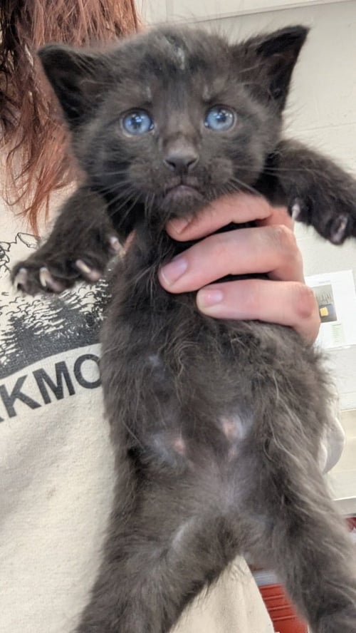 GOJI BERRY - Domestic Short Hair available for adoption