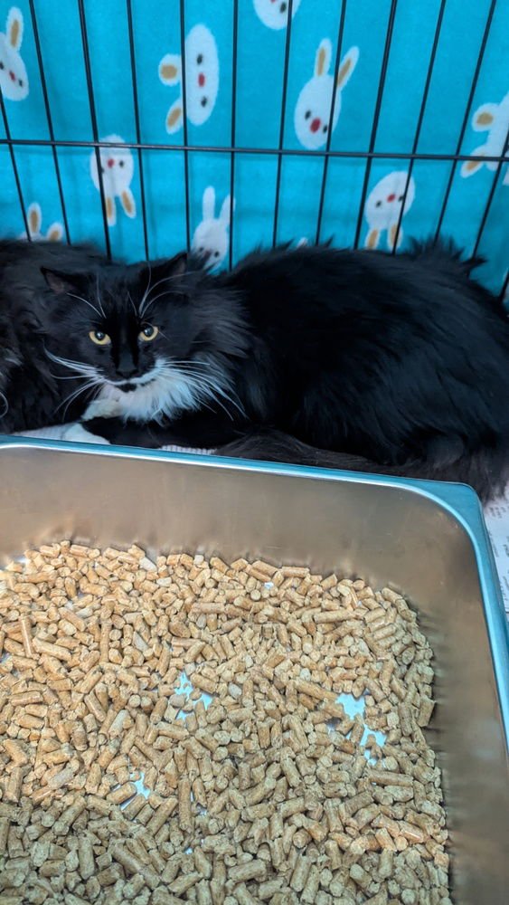 GINGERBREAD - Domestic Long Hair available for adoption