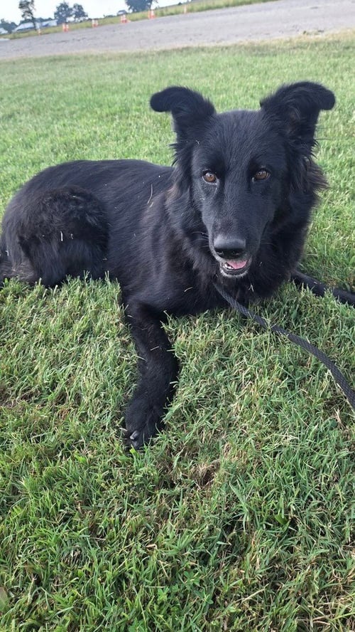 MAEVE - Shepherd available for adoption