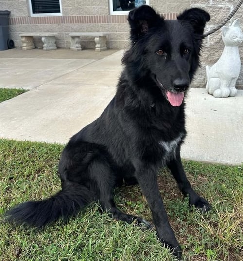 MAEVE - Shepherd available for adoption