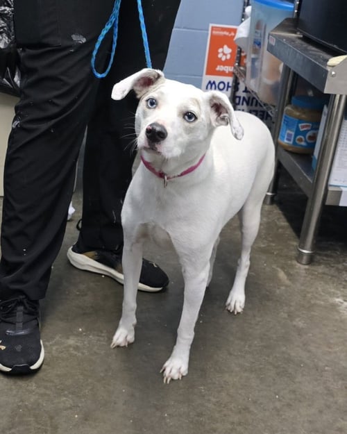 DIXIE - Terrier available for adoption
