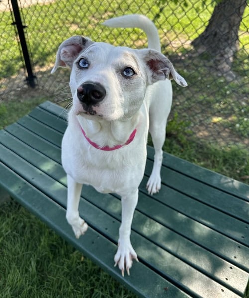 DIXIE - Terrier available for adoption