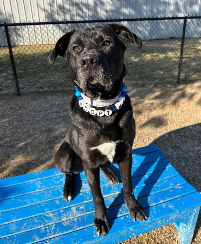 ECLIPSE - Cane Corso Mastiff / Labrador Retriever available for adoption