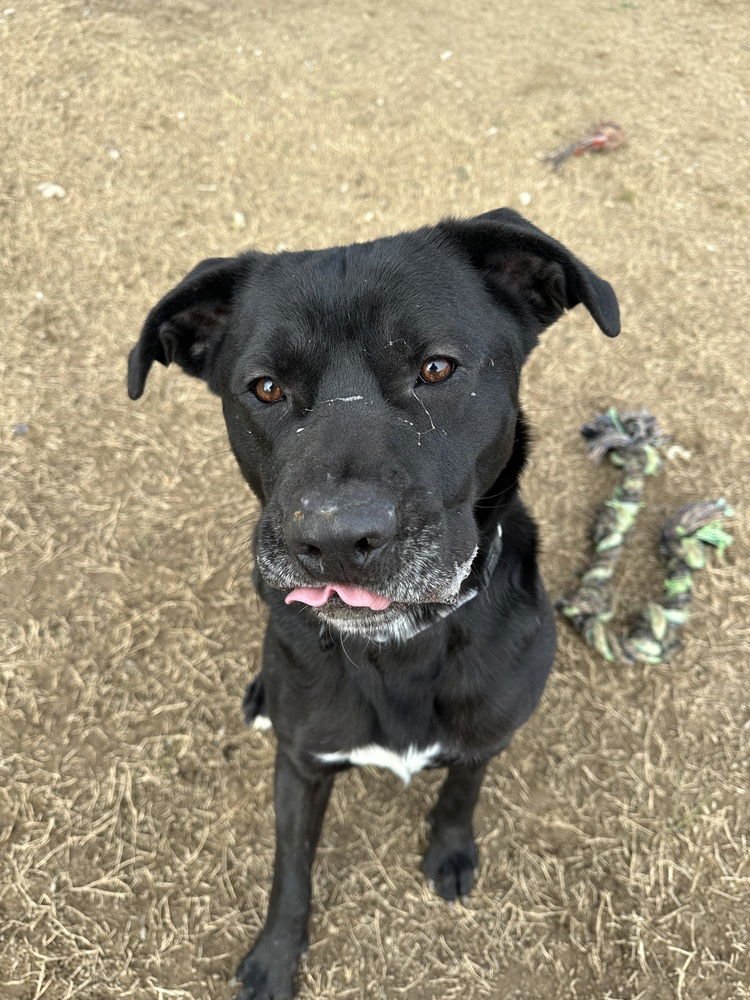 ECLIPSE - Cane Corso Mastiff / Labrador Retriever available for adoption