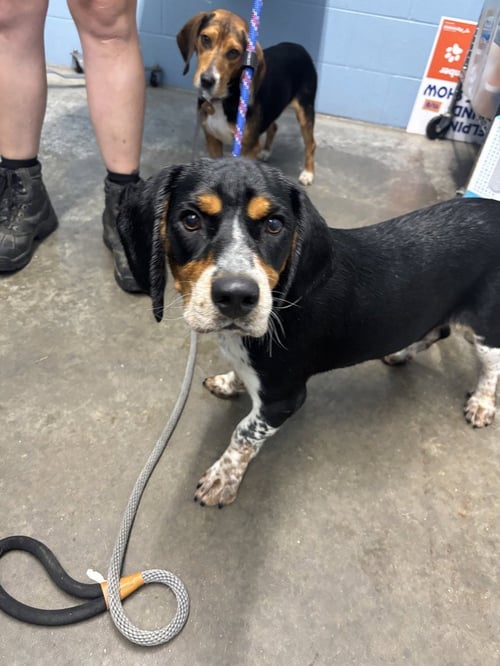 FORD - Beagle available for adoption