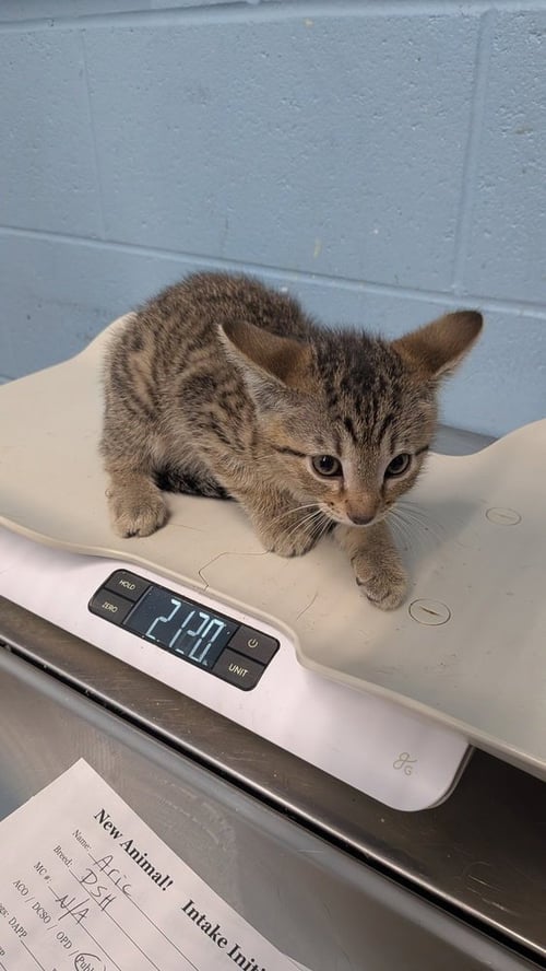 ARIC - Domestic Short Hair available for adoption