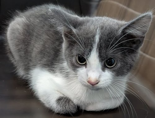 DWEEZIL - Domestic Short Hair available for adoption