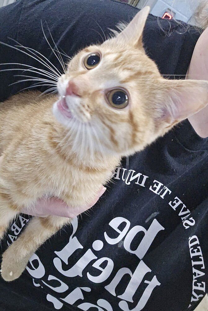 BENITO - Domestic Short Hair available for adoption